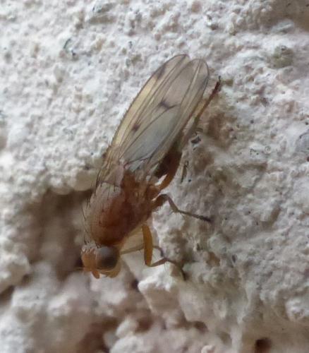 Réf. 270 202 : Suillia sp.
